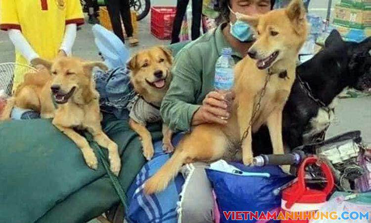 Tiêu huỷ 15 con chó do ‘áp lực chống dịch’