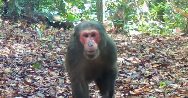 CLIP: Ngắm đàn khỉ mặt đỏ tò mò trước “vật thể lạ” trong rừng Quảng Trị
