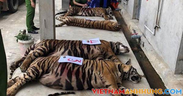 Thông tin mới về vụ 17 con hổ lớn nuôi nhốt trong khu dân cư