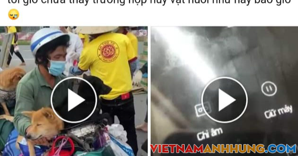 Chủ tịch huyện Trần Văn Thời báo cáo gì việc tiêu hủy đàn chó mèo?