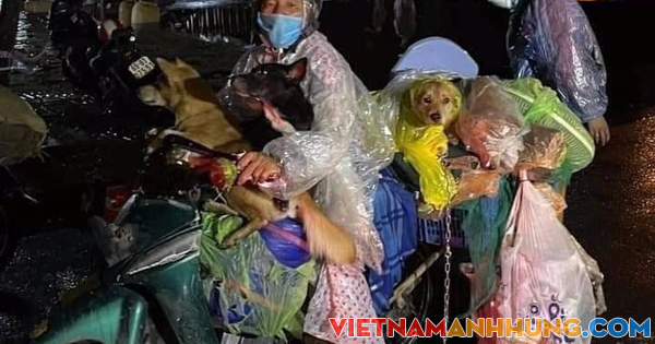 Trưởng trạm y tế nơi tiêu hủy đàn chó, mèo xin nghỉ việc