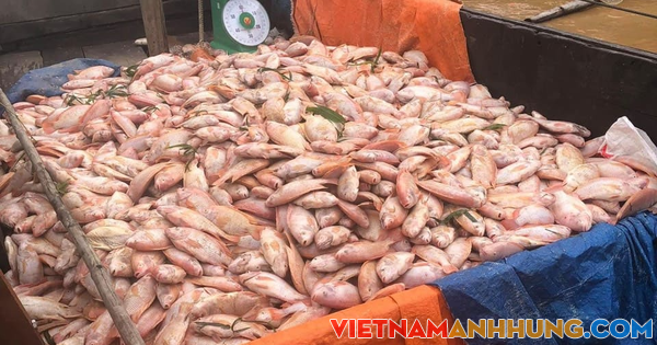 Gần 800 tấn cá bè chết trên sông Đồng Nai sau mưa lớn