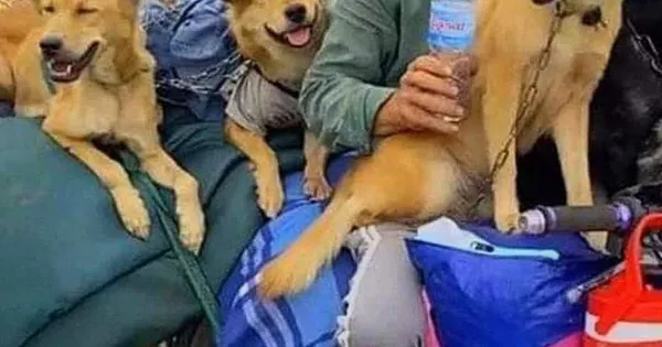 Diễn biến bất ngờ vụ đàn chó, mèo bị tiêu hủy ở Cà Mau