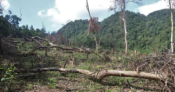 Khai trừ ra khỏi đảng cán bộ địa chính “khoanh nuôi” hơn 15 ha rừng tự nhiên