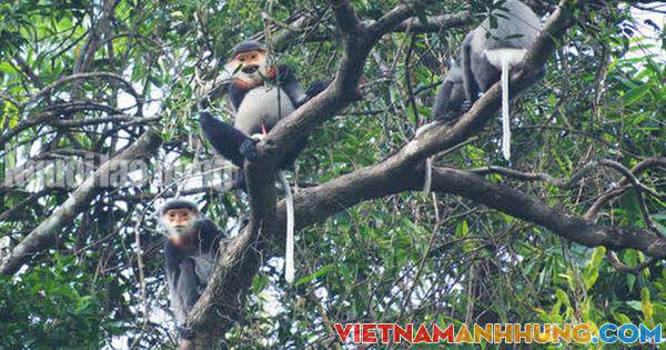 5 con voọc chà vá chân xám quý hiếm bị bắn chết