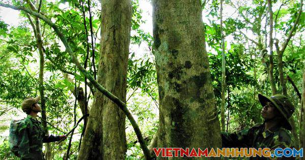 Rừng cộng đồng: Mô hình thiết thực, hiệu quả