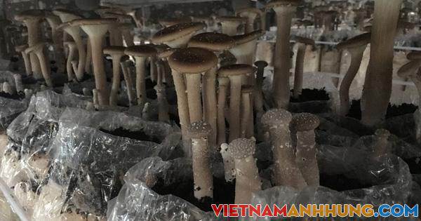 Nấm “vũ nữ chân dài” – Thực phẩm giá trị cao