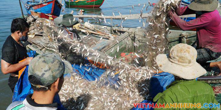 Cá trích mắc đầy lưới ngư dân Vũng Tàu