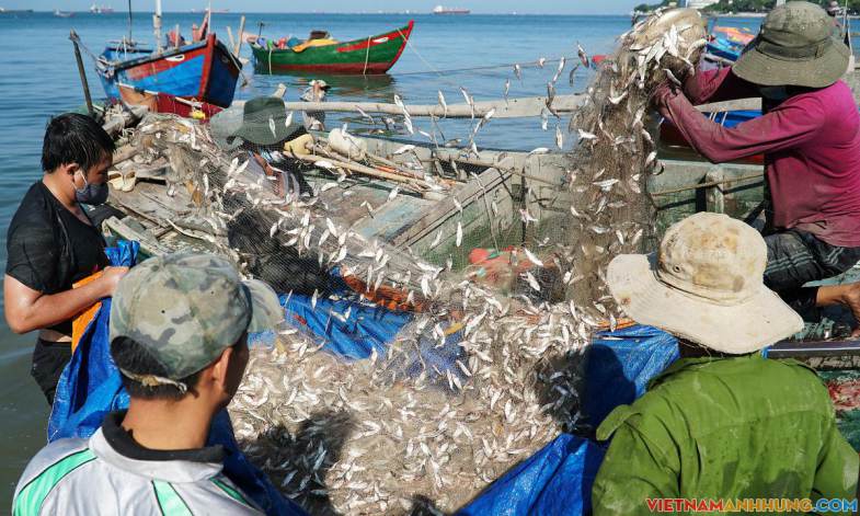 Cá trích mắc đầy lưới ngư dân Vũng Tàu