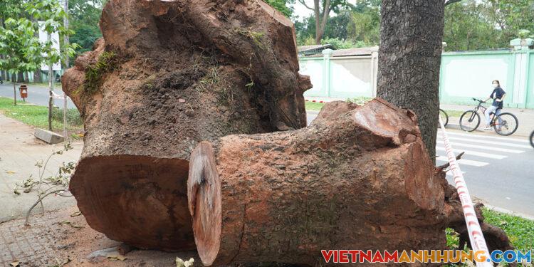 Đốn hạ 14 cổ thụ ở TP HCM