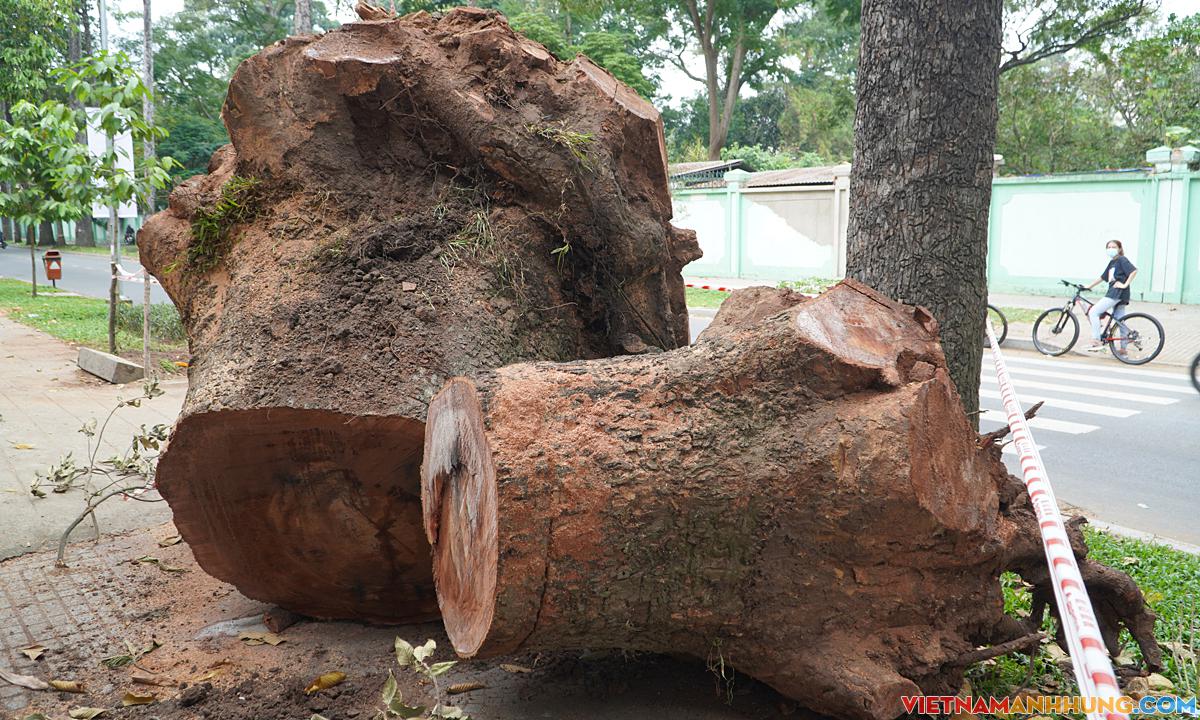 Đốn hạ 14 cổ thụ ở TP HCM