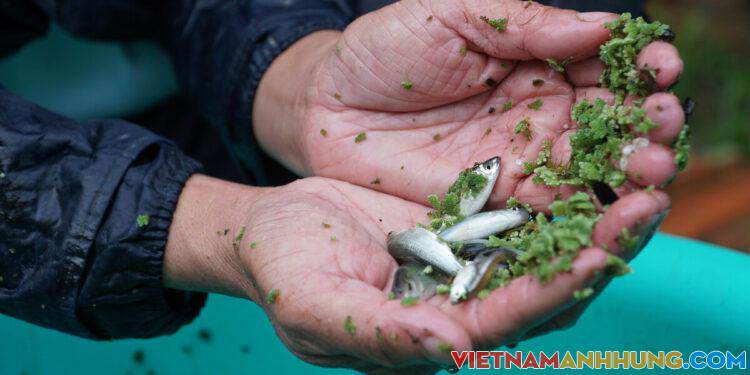 Người ‘đỡ đẻ’ cho cá linh