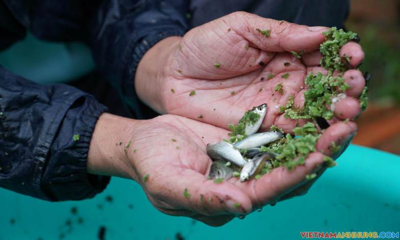 Người ‘đỡ đẻ’ cho cá linh