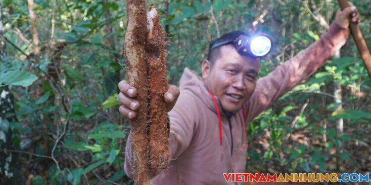 Săn khoai mài rừng Tà Cú