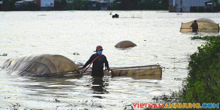 Săn sản vật mùa lũ muộn ở miền Tây