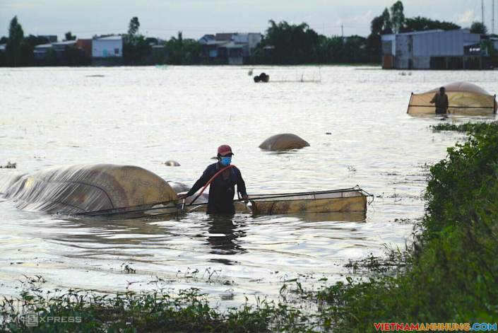 Săn sản vật mùa lũ muộn ở miền Tây