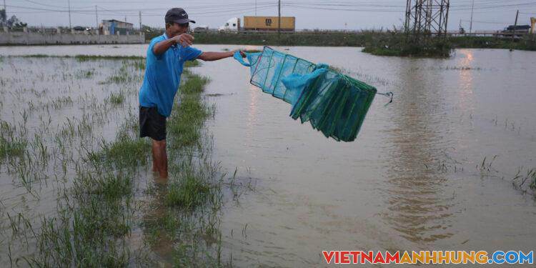 Thả lưới lồng bát quái bắt cua đồng