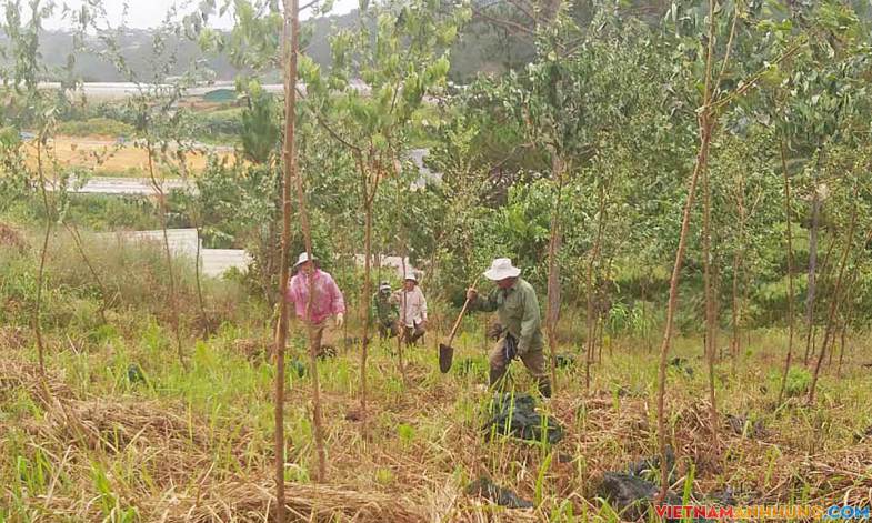 Trồng 200 cây để ‘chiếm đất rừng’ Đà Lạt