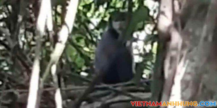 Voọc chà vá quý hiếm xuất hiện ở núi Bà Đen