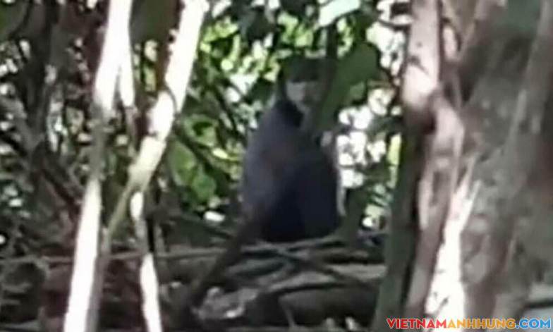 Voọc chà vá quý hiếm xuất hiện ở núi Bà Đen