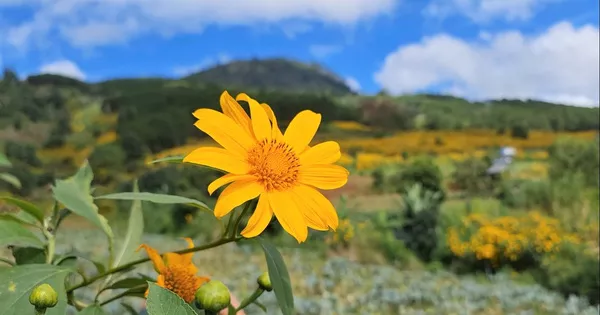 Lâm Đồng: Hoa Dã Quỳ vàng rực, “đỏ mắt” tìm du khách