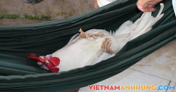 Kỳ lạ chú gà tre thích ngủ võng, tắm xà phòng