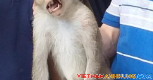 Khỉ cụt chân cắn người ở quận 12, TP HCM