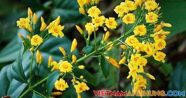 Quảng Nam: Sau cãi vã, 2 anh em ruột cùng ăn lá ngón tử vong