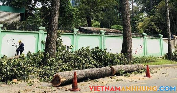 Nhiều cổ thụ trên đường phố bị đốn hạ, Công ty Công viên cây xanh TP HCM nói gì?