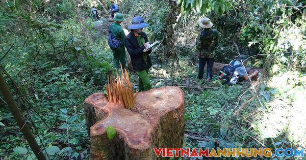 Giữ rừng, chuyện cấp thiết