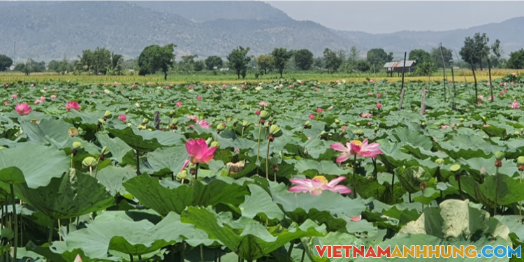 Đầm Sen lớn nhất Gia Lai: Điểm du lịch nghĩ dưỡng thuần khiết bất nhiễm