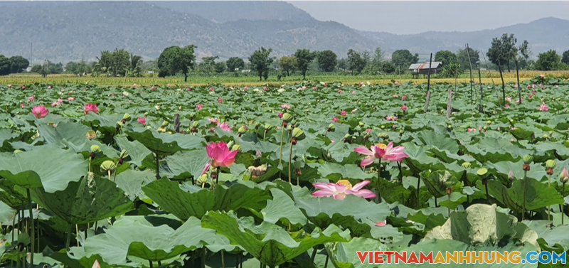 Đầm Sen lớn nhất Gia Lai: Điểm du lịch nghĩ dưỡng thuần khiết bất nhiễm