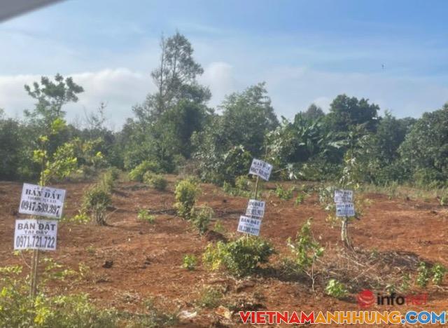 ‘Cò’ đất đột ngột mất hút, điểm nóng ‘sốt’ đất ở Tây Nguyên ê chề, giá lao dốc không phanh