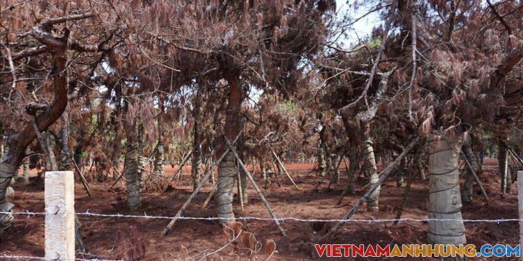 Gia Lai: Tạm dừng hoạt động di thực cây thông ở dự án sân golf Đăk Đoa