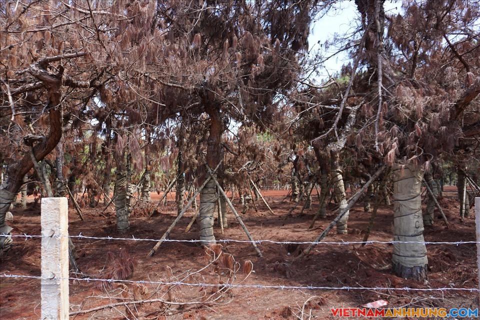 Gia Lai: Tạm dừng hoạt động di thực cây thông ở dự án sân golf Đăk Đoa