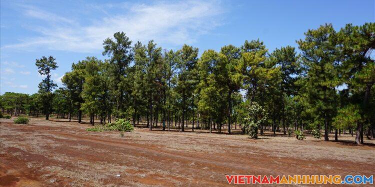 Thanh tra các sai phạm tại dự án trồng rừng thông 3 lá ở Gia Lai