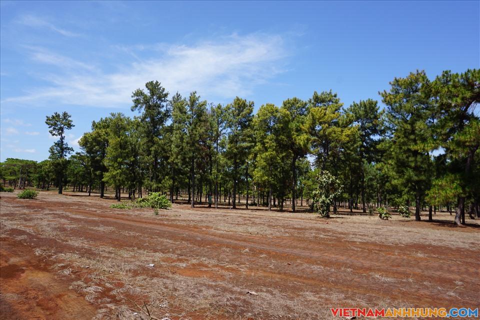 Thanh tra các sai phạm tại dự án trồng rừng thông 3 lá ở Gia Lai