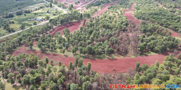 Chấm dứt di thực cây thông ở khu phức hợp Đak Đoa