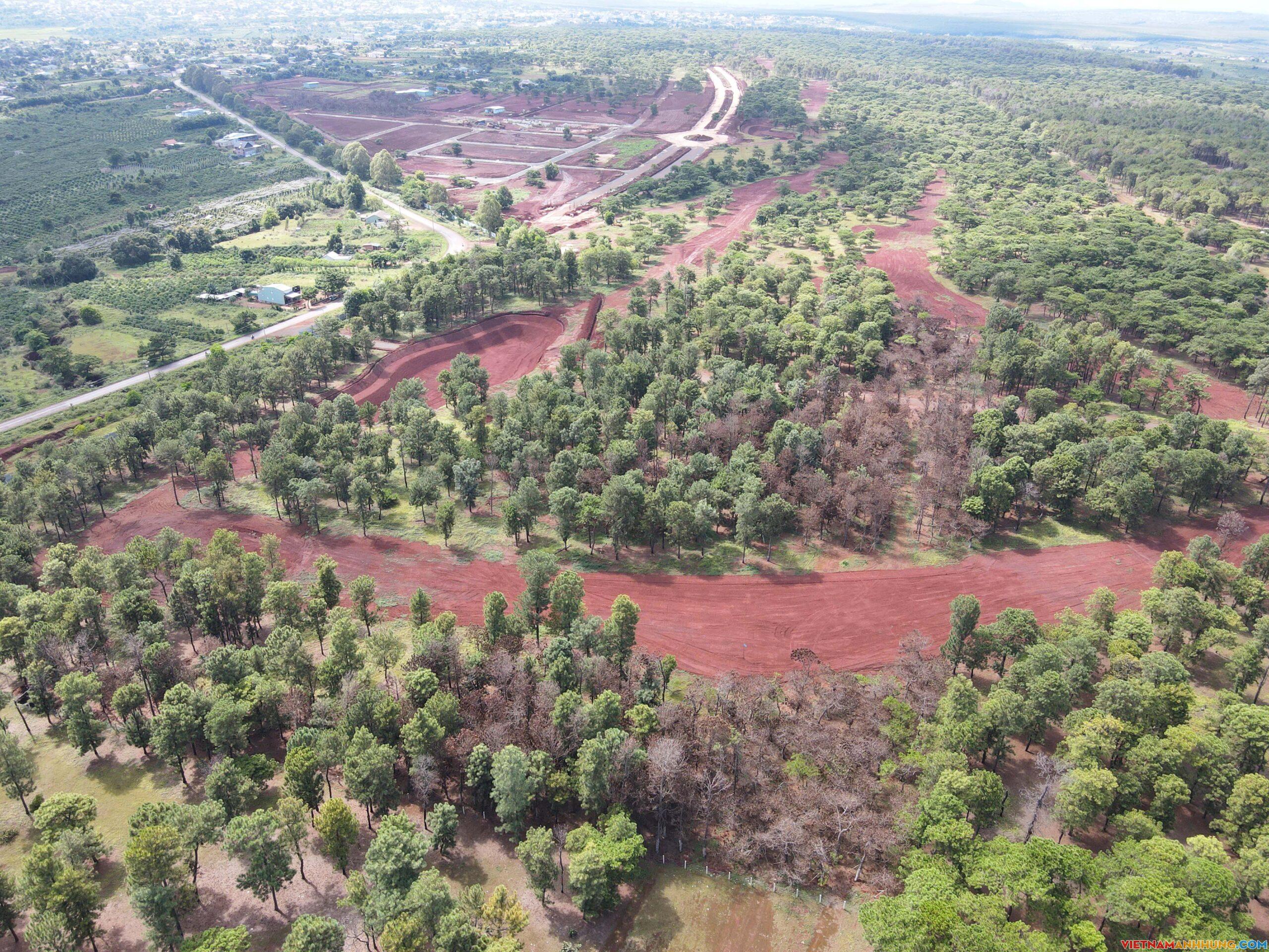 Chấm dứt di thực cây thông ở khu phức hợp Đak Đoa