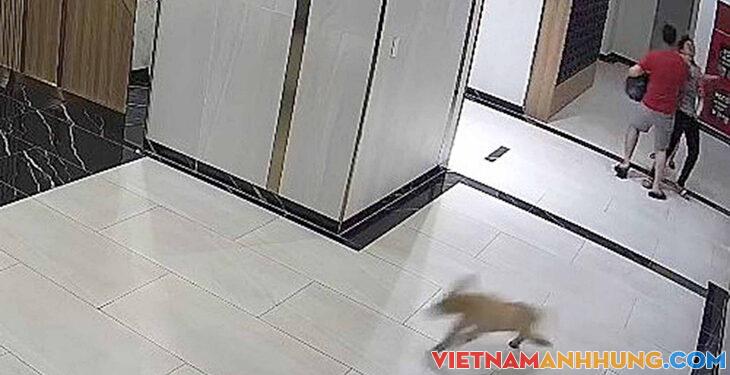 Cần xử lý nhanh, nghiêm chủ chó đánh người